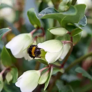 Helleborus 'Winterbells'